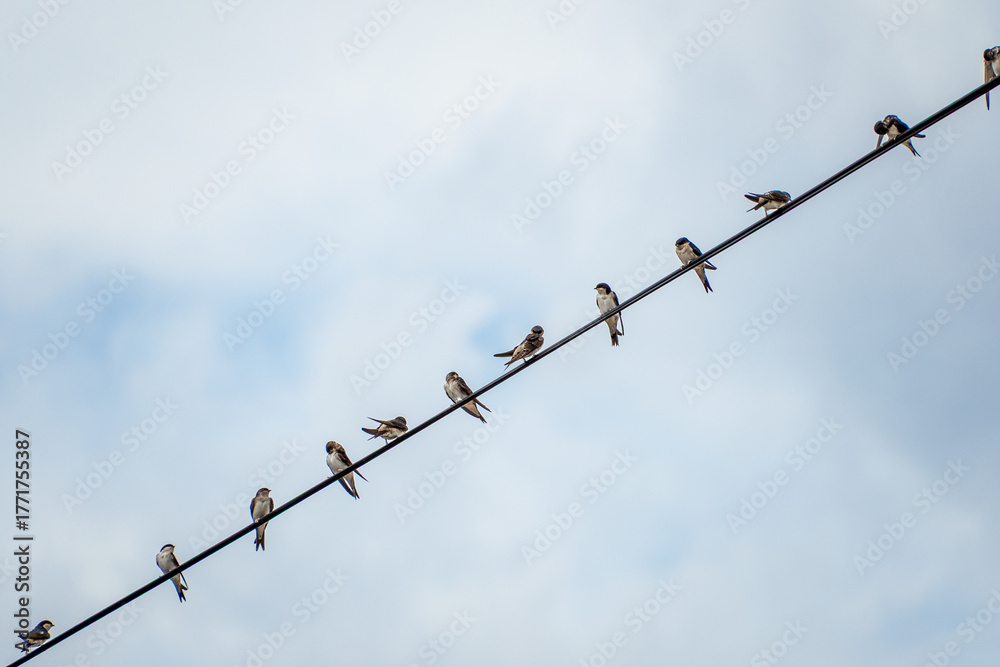Obraz premium Birds perched on wire against cloudy sky. The western house martin