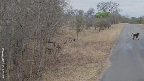 Baboons in the bush of Kruger National Park, South Africa