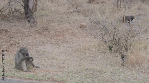 Baboons in the bush of Kruger National Park, South Africa