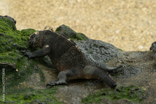 galapagos marine iguana