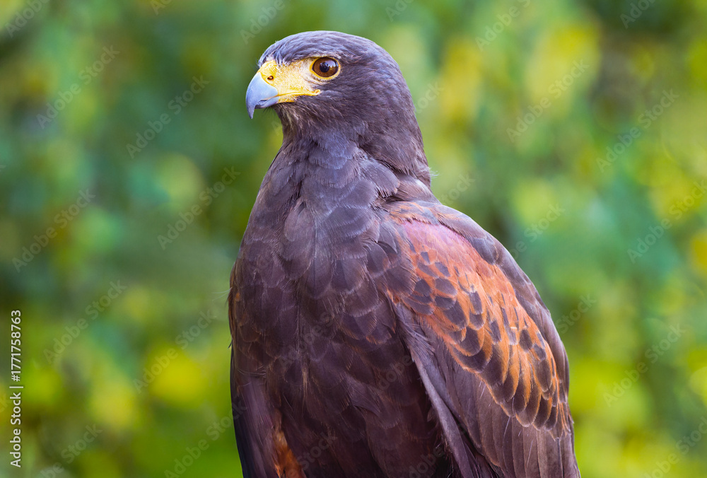 Obraz premium Hawk (Parabuteo unicinctus) Standing Tall Against Green Background