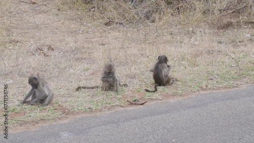Baboons in the bush of Kruger National Park, South Africa