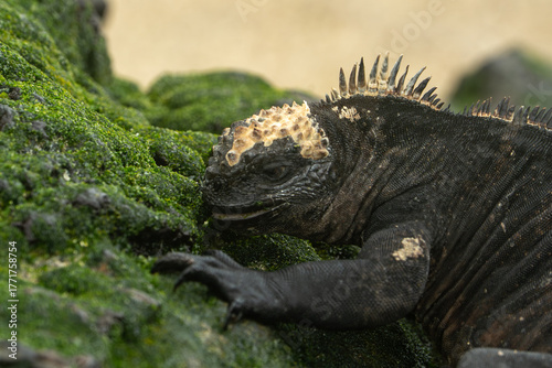 galapagos marine iguana
