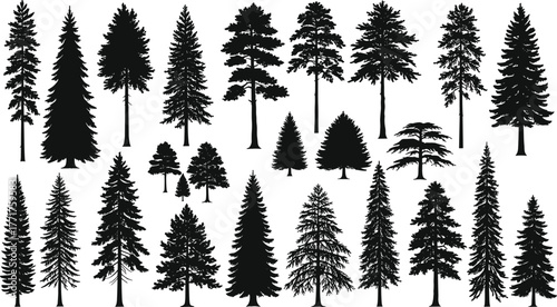 Conifer tree silhouette vector illustration, evergreen forest artwork, pine nature design, botanical woodland graphic, outdoor landscape element, cad drawing flat vector illustration