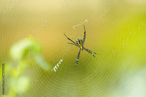 Close up of a signature spider on its web with a smooth bokeh.