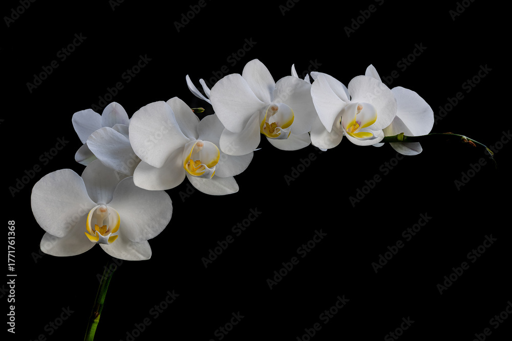 Obraz premium white orchid flower on a black background
