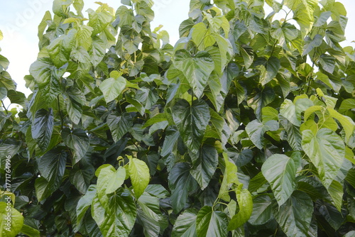 White Mulberry: dense, green leaves, bright background.