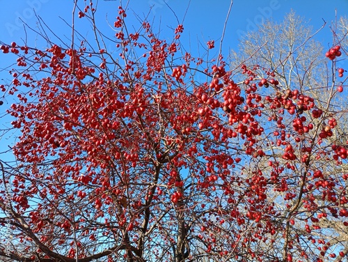 red maple tree