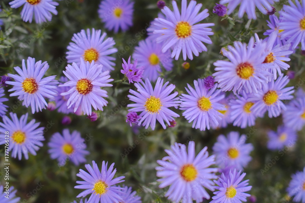 Obraz premium Many purple Asters with yellow centers bloom in a field.