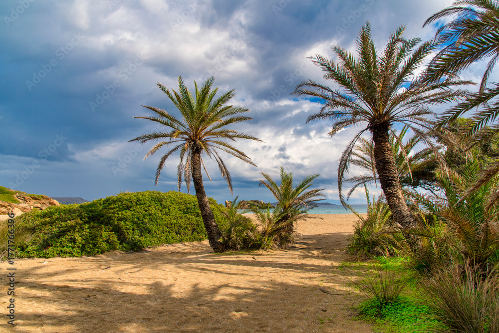 Fototapeta premium The palm forest of Vai in Crete, Greece