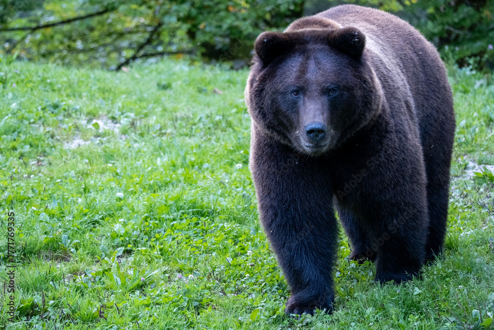 Fototapeta premium Front view of a brown bear walking on green grass in the forest. Powerful wild animal captured in its natural environment. Concept of wildlife, strength, and wilderness.