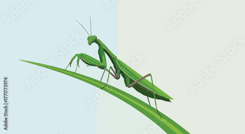 Vector illustration of a praying mantis on a leaf