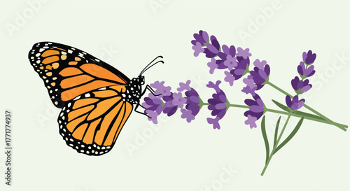 Monarch butterfly on lavender