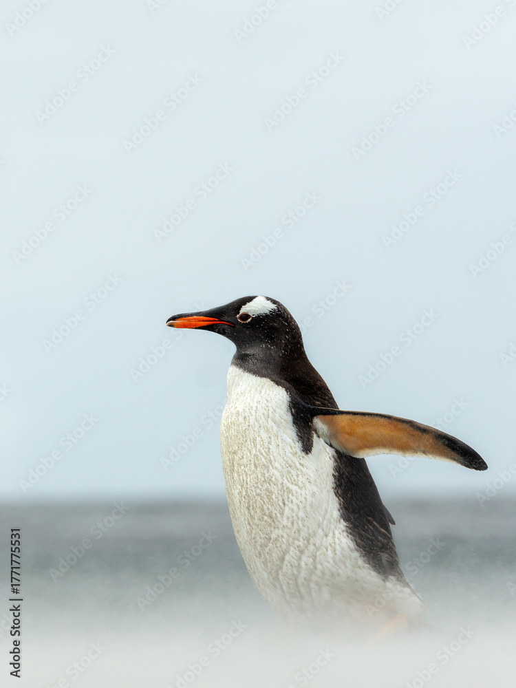 Naklejka premium Gentoo penguin walking along a sandy beach on a windy day