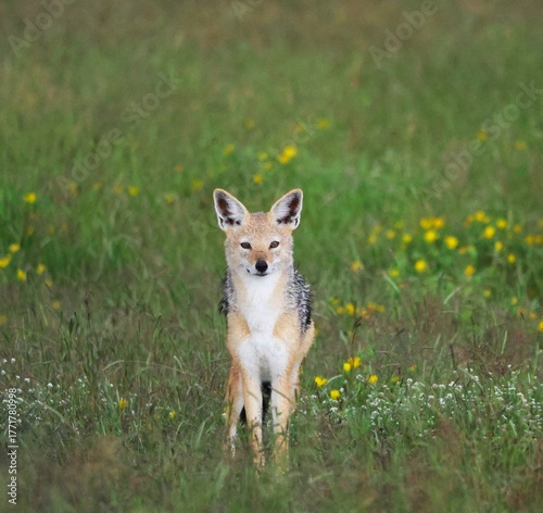 Chacal dans un champs de fleur
