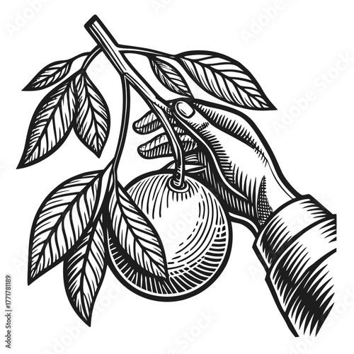 Hand Holding Orange with Leaves Detailed Black and White Vintage Rough Woodcut Engraving Linocut Style Vector Illustration