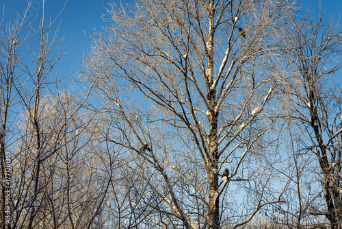 Frost-kissed birch trees stand tall against a brilliant blue winter sky, their snow-laden branches dotted with perched crows, creating a serene and picturesque scene of nature's quiet beauty.