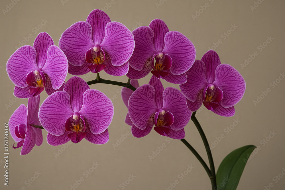 Obraz premium flower, orchid, nature, plant, beauty, tropical, flora, floral