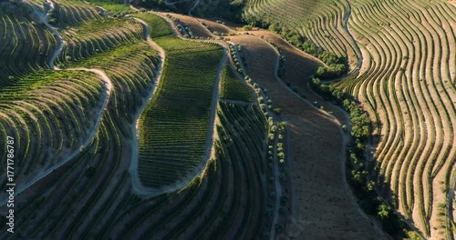 Aerial shot of terraced vineyards in the Douro Valley in Portugal. Flying over vineyards at sunset.