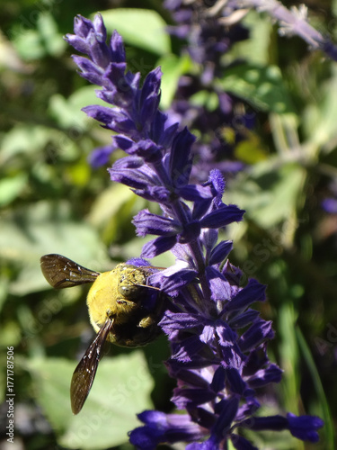 Pubescent carpenter bee (Xylocopa pubescens), male feeding on purple salvia flowers