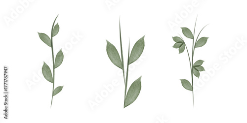 Three Watercolor illustrations of floral stems with leaves are displayed on a white background. Each stem has unique leaves. These illustrations are ideal for adding nature.