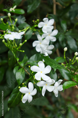 Star-shaped white flowers of Jasminum multiflorum, also known as Downy Jasmine, bloom in clusters among glossy green leaves, creating an elegant garden look.