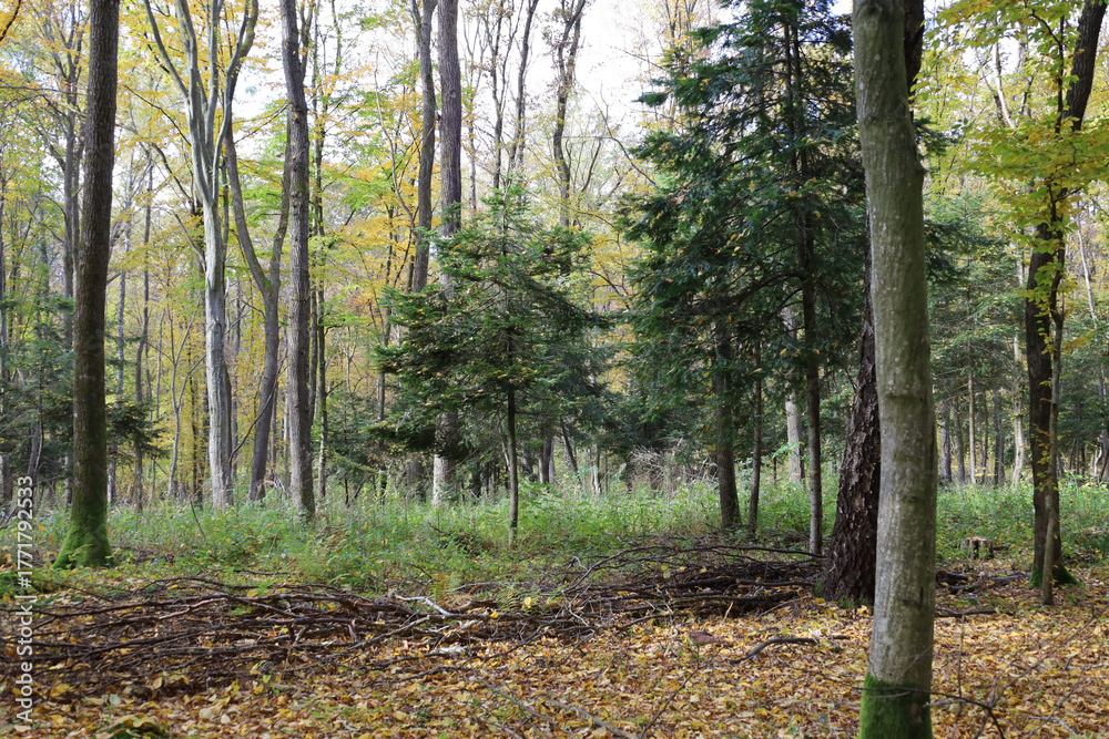 Fototapeta premium An autumn forest filled with quietness and a variety of tall trees, where green conifers mix with yellow-green deciduous woods.