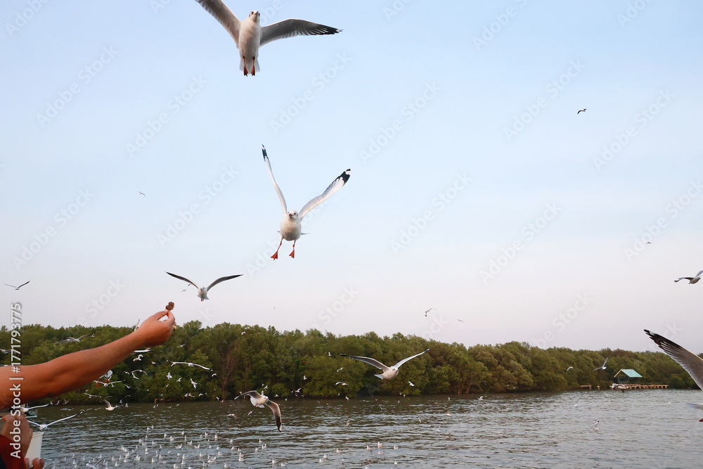Obraz premium Tourists hold food and hold it up in the air for seagulls to eat. Flock of flying seagulls bird rush to food. Seagull bird spreading wings flying to eat Crispy pork fat at Bangpu Recreation Center