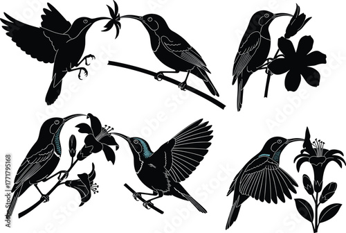 Hummingbird silhouettes with turquoise accents, feeding from flowers, elegant nature illustration, pollination scene, artistic wildlife design, floral interaction concept