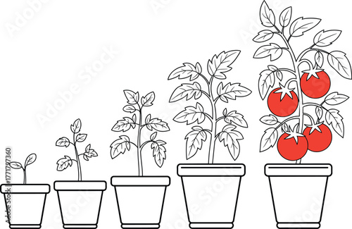Tomato plant growth stages in pots with red fruit vector.