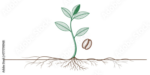 Vector illustration of a coffee plant seedling with leaves roots and a single coffee bean element isolated