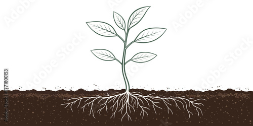 Vector illustration of a young plant with roots growing in soil against a white background image design