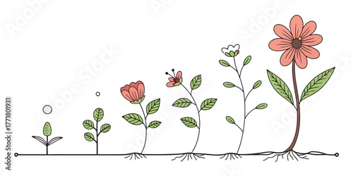 Vector illustration of a flower life cycle showing growth stages from seed to blooming flower stage