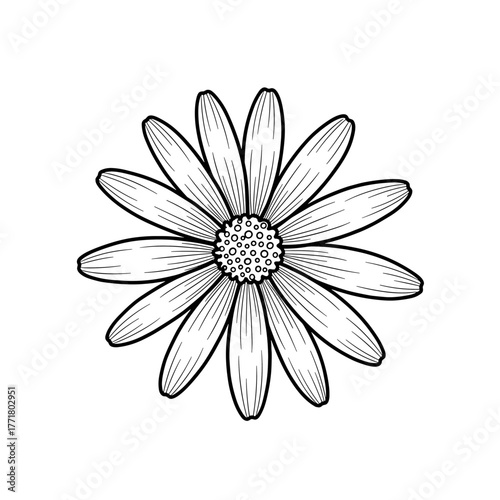 Intricate black and white daisy bloom art with detailed petals