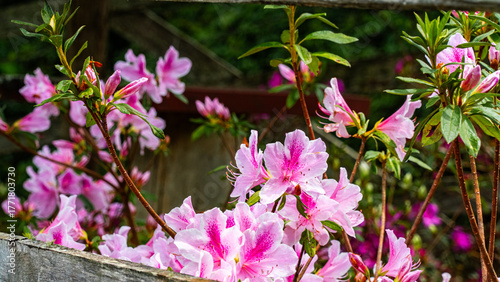 фотографія Colorful Flowers Nature Beautiful Bloom Spring Garden Floral Petals Bright Vibra