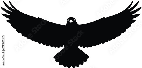 Majestic black bird with spread wings soaring against a white background
