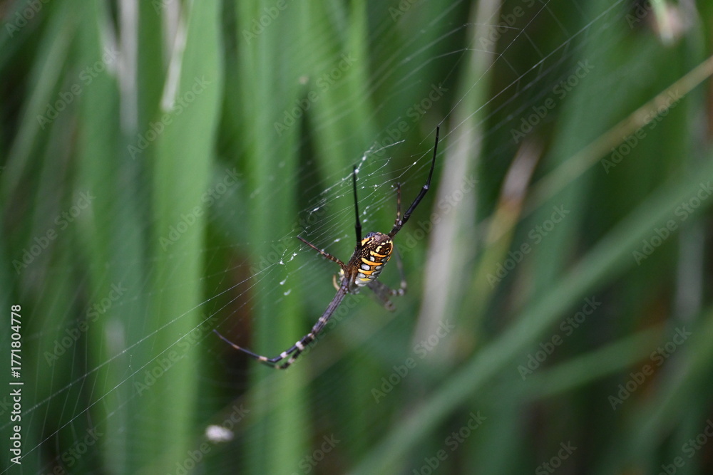 custom made wallpaper toronto digitalArgiope bruennichi or wasp spider. It is a species of orb- weaver spider found Europe, Asia and Africa. This species features distinctive yellow, white and black markings on its abdomen.