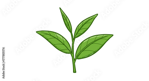 Green tea plant sketch with detailed leaves on white background