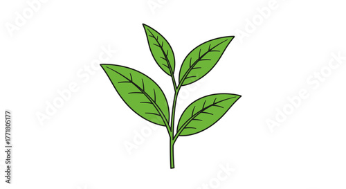 Simple green leaf drawing with white background for nature and botany designs