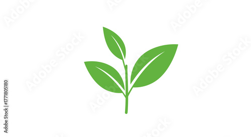 Green leaf clip art with white background for nature and botanical design