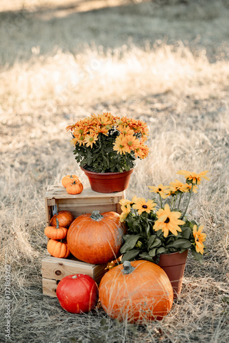 halloween arrive 