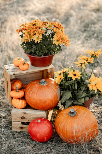 halloween arrive 