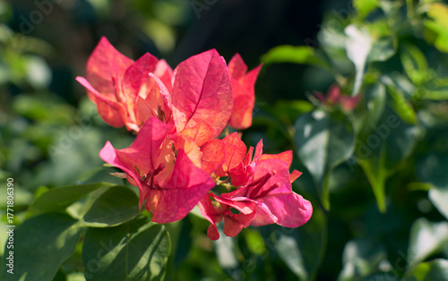 vibrant pinking red hued blooms of bougainvillea arjuna variety in summer. Bougainvillea is popular low maintenance ornamental vine, named after french explorer Louis Antoine de Bougainville.