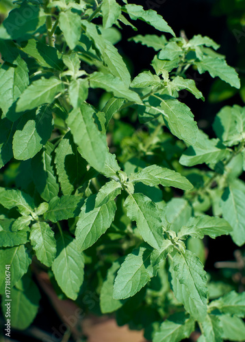 Tulsi or Holy Basil, an aromatic perennial herb native to the Indian subcontinent. Revered in Hindu culture, it's considered a sacred plant and highly valued in traditional medicine like Ayurveda.