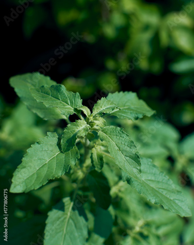 Tulsi or Holy Basil, an aromatic perennial herb native to the Indian subcontinent. Revered in Hindu culture, it's considered a sacred plant and highly valued in traditional medicine like Ayurveda.