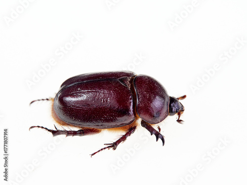 Reddish beetle on a white background. Lesser rhinoceros beetle (Phyllognathus excavatus)
