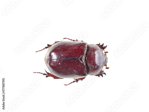 Reddish beetle on a white background. Lesser rhinoceros beetle (Phyllognathus excavatus)