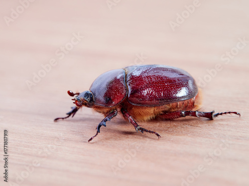 Reddish beetle on a white background. Lesser rhinoceros beetle (Phyllognathus excavatus)