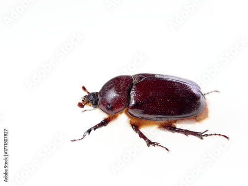 Reddish beetle on a white background. Lesser rhinoceros beetle (Phyllognathus excavatus)