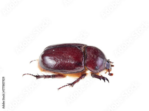 Reddish beetle on a white background. Lesser rhinoceros beetle (Phyllognathus excavatus)